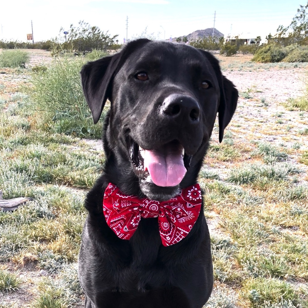 Hello Friends! - Picture 7 of 15